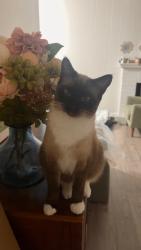 Lost Male Cat last seen SE 189th PL, Renton, WA 98058