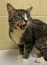 Shelter Stray Male Cat last seen GRAND AVE & JASMINE ST, 2127 Front St, Sacramento, CA 95818, USA
