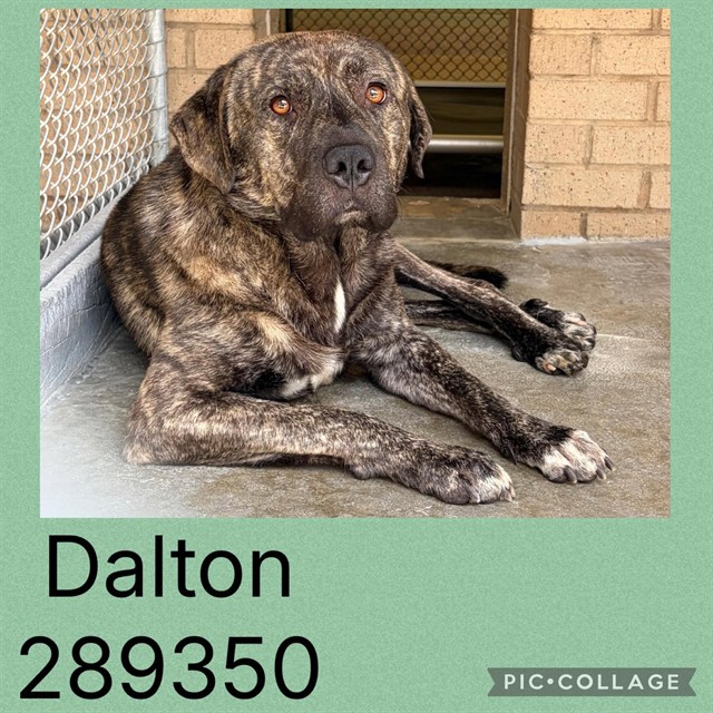 Shelter Stray Male Dog last seen DALTON ST, 4214 Fulton Mill Rd, Macon, GA 31216, USA