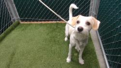 Shelter Stray Male Dog last seen , 11258 Garfield Ave, Downey, CA 90242, USA