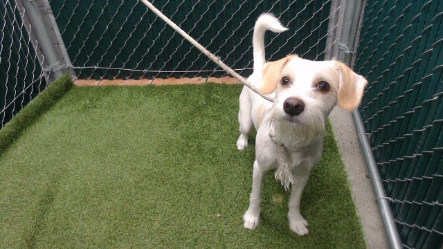 Shelter Stray Male Dog last seen , 11258 Garfield Ave, Downey, CA 90242, USA
