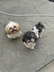Reunited Male Dog last seen Golden gate area 130th Rhodes, Riverdale, IL 60827