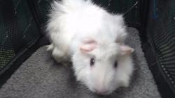 Shelter Stray Male Other last seen , 11258 Garfield Ave, Downey, CA 90242, USA