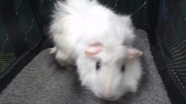 Shelter Stray Male Other last seen , 11258 Garfield Ave, Downey, CA 90242, USA