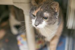 Shelter Stray Female Cat last seen CHARLOTTE, 8315 Byrum Dr, Charlotte, NC 28217, USA