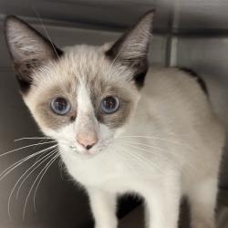 Shelter Stray Unknown Cat last seen Near BLOCK NW 27TH ST OKC, 2811 SE 29th St, Oklahoma City, OK 73129, USA