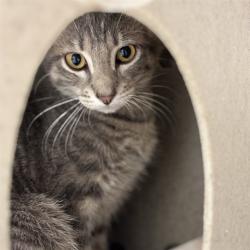 Shelter Stray Male Cat last seen , 2811 SE 29th St, Oklahoma City, OK 73129, USA