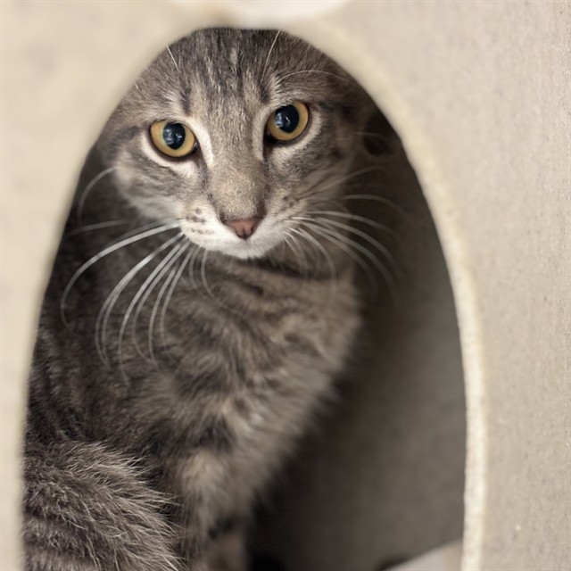 Shelter Stray Male Cat last seen , 2811 SE 29th St, Oklahoma City, OK 73129, USA