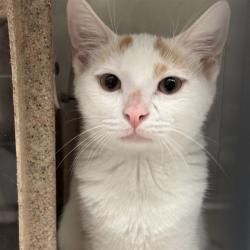 Shelter Stray Unknown Cat last seen , 2811 SE 29th St, Oklahoma City, OK 73129, USA