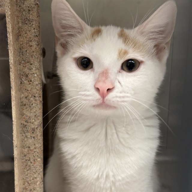 Shelter Stray Unknown Cat last seen , 2811 SE 29th St, Oklahoma City, OK 73129, USA