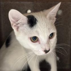 Shelter Stray Unknown Cat last seen , 2811 SE 29th St, Oklahoma City, OK 73129, USA