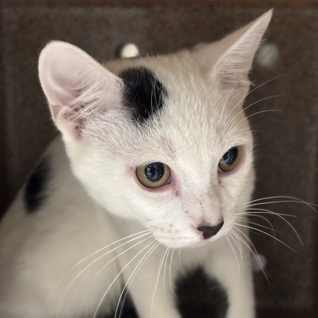 Shelter Stray Unknown Cat last seen , 2811 SE 29th St, Oklahoma City, OK 73129, USA