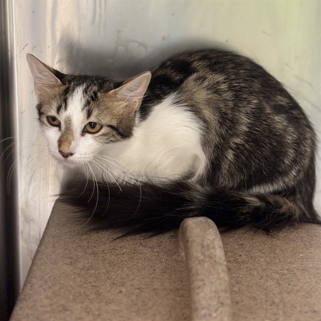 Shelter Stray Unknown Cat last seen , 2811 SE 29th St, Oklahoma City, OK 73129, USA