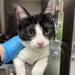 Shelter Stray Female Cat last seen , 2811 SE 29th St, Oklahoma City, OK 73129, USA