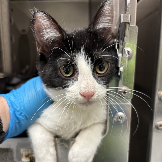 Shelter Stray Female Cat last seen , 2811 SE 29th St, Oklahoma City, OK 73129, USA