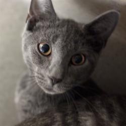 Shelter Stray Unknown Cat last seen , 2811 SE 29th St, Oklahoma City, OK 73129, USA