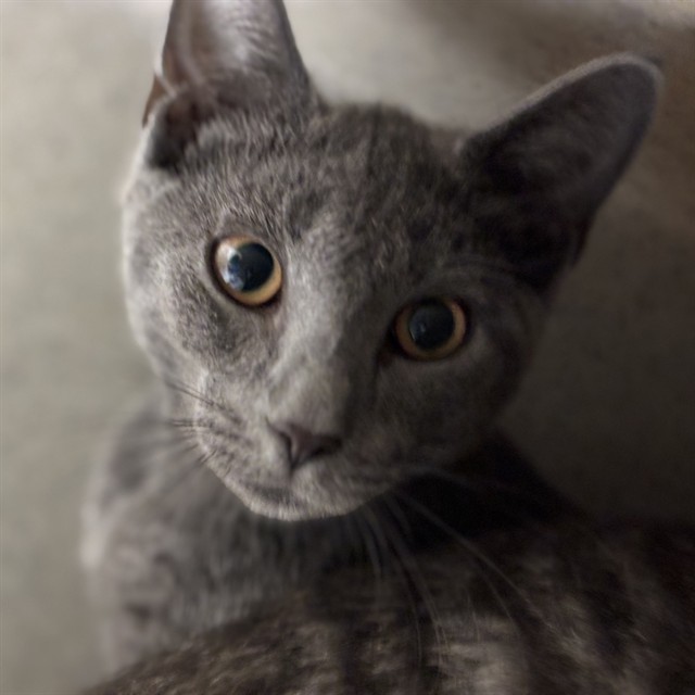 Shelter Stray Unknown Cat last seen , 2811 SE 29th St, Oklahoma City, OK 73129, USA