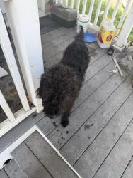 Found/Stray Male Dog last seen State ave, Cincinnati, OH 45204