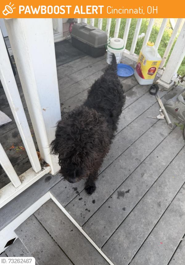 Found/Stray Male Dog last seen State ave, Cincinnati, OH 45204
