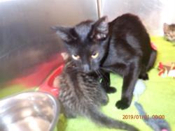 Shelter Stray Female Cat last seen ST CHARLES CO, 4850 Mid Rivers Mall Dr, St Peters, MO 63376, USA