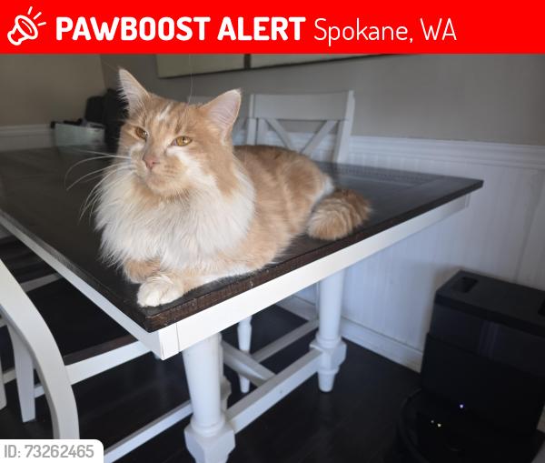 Lost Male Cat last seen Glen eden midway area, Spokane, WA 99208