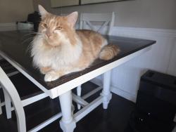 Lost Male Cat last seen Glen eden midway area, Spokane, WA 99208