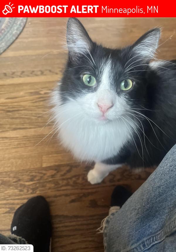 Lost Male Cat last seen VA hosp, Minneapolis, MN 55417