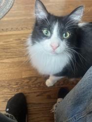 Lost Male Cat last seen VA hosp, Minneapolis, MN 55417