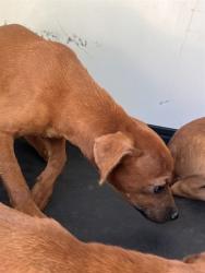 Shelter Stray Female Dog last seen Near BLK OF PADREA ST, BAKERFIELD CA, 201 S Mt Vernon Ave, Bakersfield, CA 93307, USA