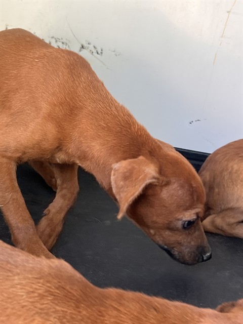 Shelter Stray Female Dog last seen Near BLK OF PADREA ST, BAKERFIELD CA, 201 S Mt Vernon Ave, Bakersfield, CA 93307, USA