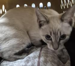 Shelter Stray Male Cat last seen Near BLOCK G ST, BAKERSFIELD CA 93301, 3951 Fruitvale Ave, Bakersfield, CA 93308, USA