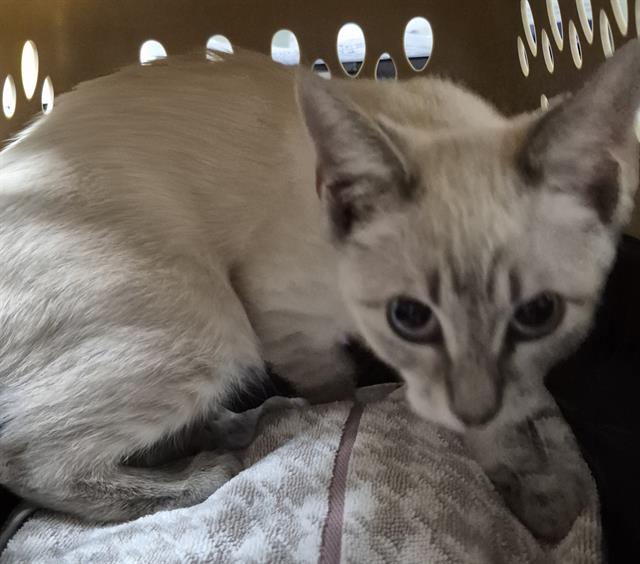 Shelter Stray Male Cat last seen Near BLOCK G ST, BAKERSFIELD CA 93301, 3951 Fruitvale Ave, Bakersfield, CA 93308, USA