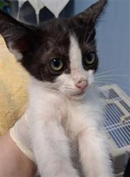 Shelter Stray Male Cat last seen CONAL/ALFRED HARELL HWY, BAKERFIELD CA 93308, 3951 Fruitvale Ave, Bakersfield, CA 93308, USA