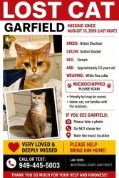 Reunited Female Cat last seen Near Nightengale Ct, Lake Forest, CA 92630, USA, Lake Forest, CA 92630