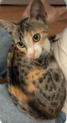 Found/Stray Female Cat last seen Greenway, Cumming, GA 30040