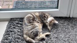 Lost Female Cat last seen Didsbury road primary school, Greater Manchester, England 