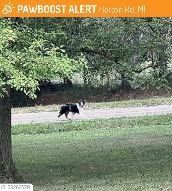 Found/Stray Unknown Dog last seen Groveland Rd, Holly MI, Horton Rd, MI 48438