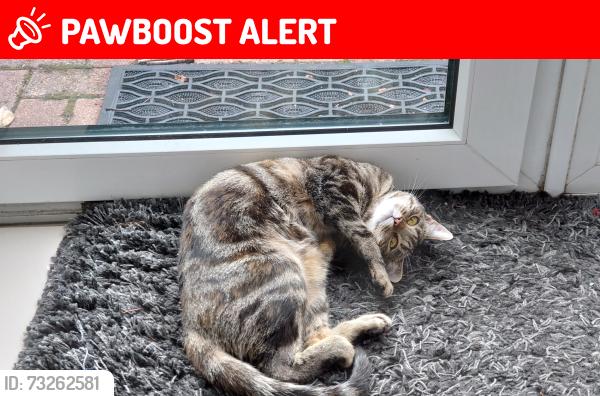 Lost Female Cat last seen Didsbury road primary school, Greater Manchester, England 