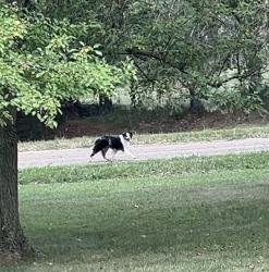 Found/Stray Unknown Dog last seen Groveland Rd, Holly MI, Horton Rd, MI 48438