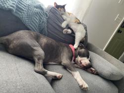 Lost Female Cat last seen Jupiter and elmont, Palm Bay, FL 32907