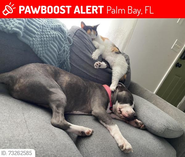 Lost Female Cat last seen Jupiter and elmont, Palm Bay, FL 32907