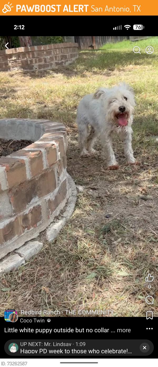 Found/Stray Unknown Dog last seen Red Crossbill, San Antonio, TX 78253