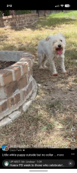 Found/Stray Unknown Dog last seen Red Crossbill, San Antonio, TX 78253