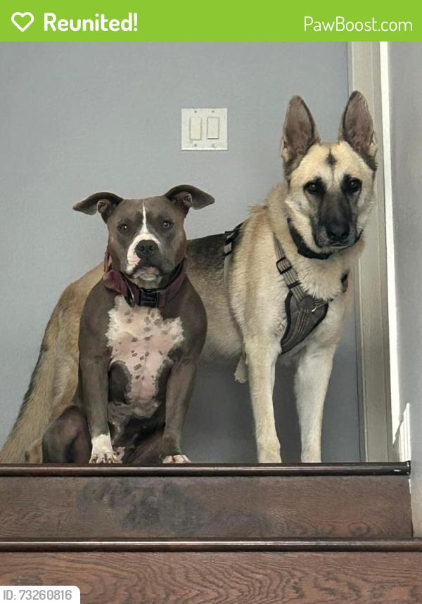 Reunited Male Dog last seen Corner of Cavos Way & La Cruz Dr in Henderson 89014, Henderson, NV 89014