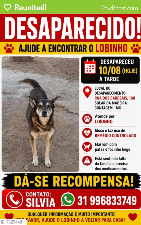 Reunited Male Dog last seen Rua dos cardeais 188, Estâncias Imperiais, MG 32065-332