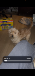 Lost Male Dog last seen Near Catalina drive by Luckys, Livermore, CA 94550