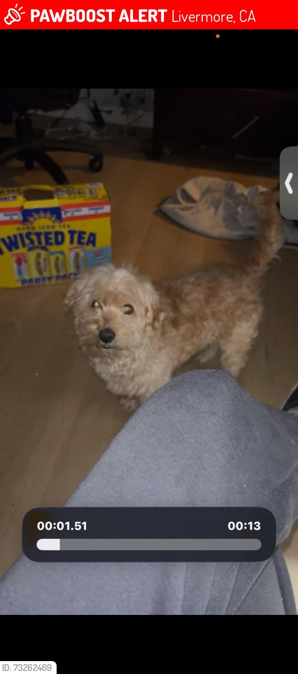 Lost Male Dog last seen Near Catalina drive by Luckys, Livermore, CA 94550