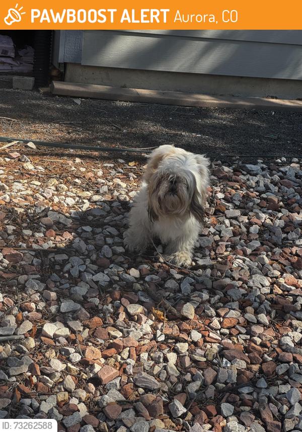 Found/Stray Unknown Dog last seen 11th street and Kenton, Aurora, CO 80010