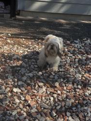 Found/Stray Unknown Dog last seen 11th street and Kenton, Aurora, CO 80010