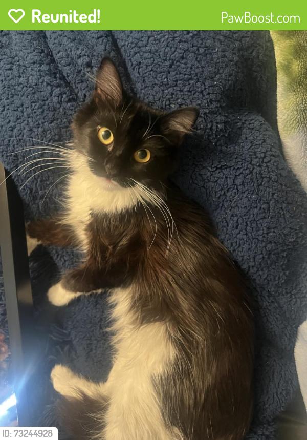 Reunited Female Cat last seen Newhall st and Newcomb st, San Francisco, CA 94124